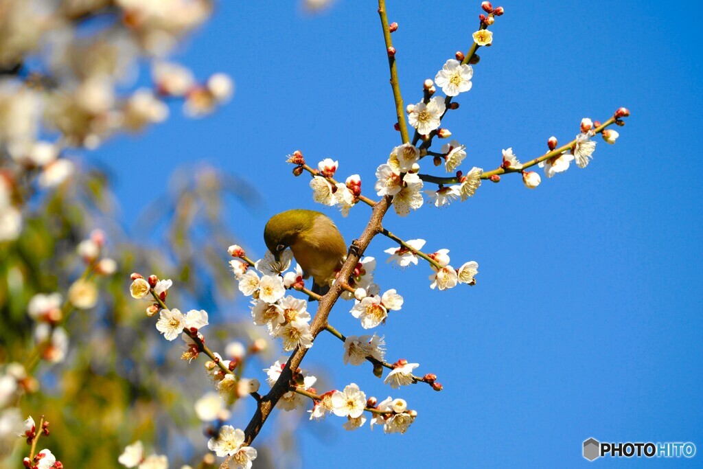 氏神様境内のウメジロー