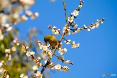 氏神様境内のウメジロー