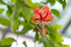 夏休み中の生物園～ⅹ