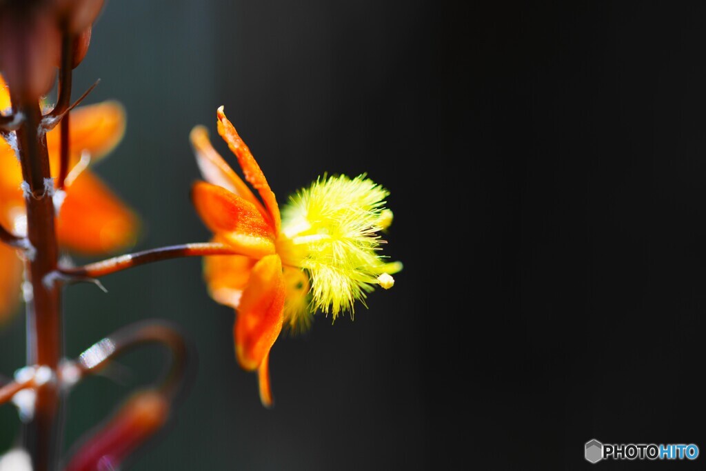 花アロエ