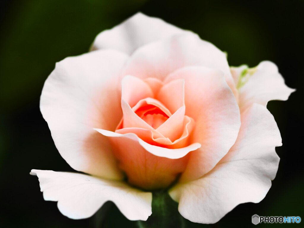 花巻温泉薔薇園ローズ～ⅱ