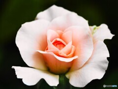 花巻温泉薔薇園ローズ～ⅱ