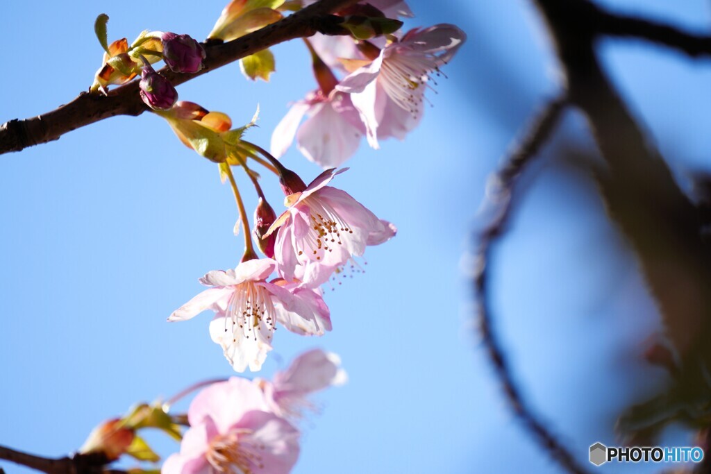 汐入河津桜