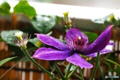 残花濡れる
