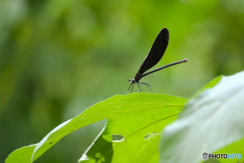 蝶の里公園～ⅴ