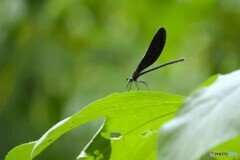 蝶の里公園～ⅴ