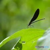 蝶の里公園～ⅴ