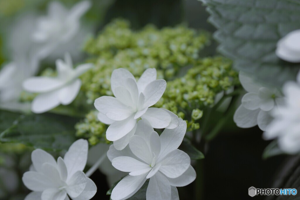 梅雨時の華～ⅹ