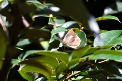 昨年、この時期に見た蝶達～③