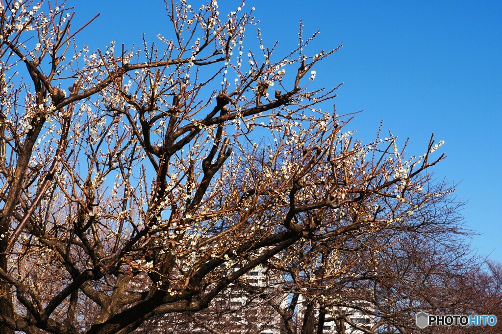 公園の白梅