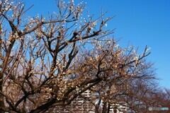 公園の白梅