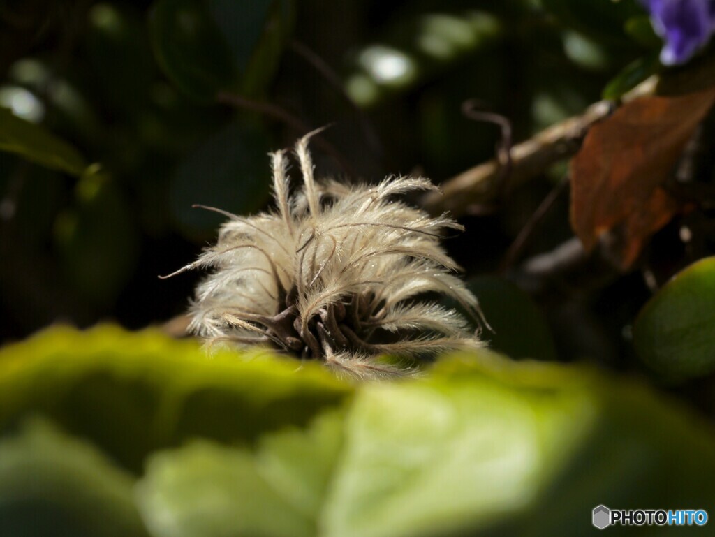 チョイ古カメラで～Ⅲ