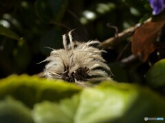 チョイ古カメラで～Ⅲ