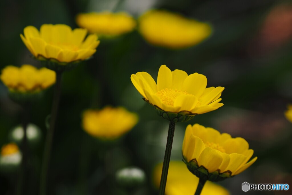 黄花雛菊