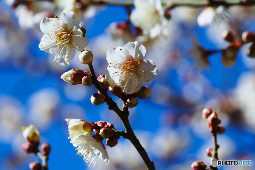 紅白梅見頃～ⅳ