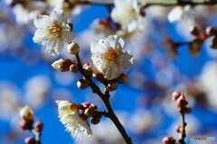 紅白梅見頃～ⅳ