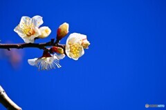 春への階段～ⅺ