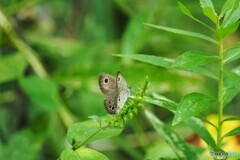 蝶の里公園～ⅶ