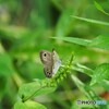 蝶の里公園～ⅶ