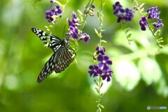 晩夏の生物園～⑩