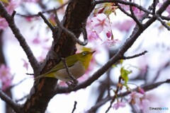 弥生の桜～ⅻ