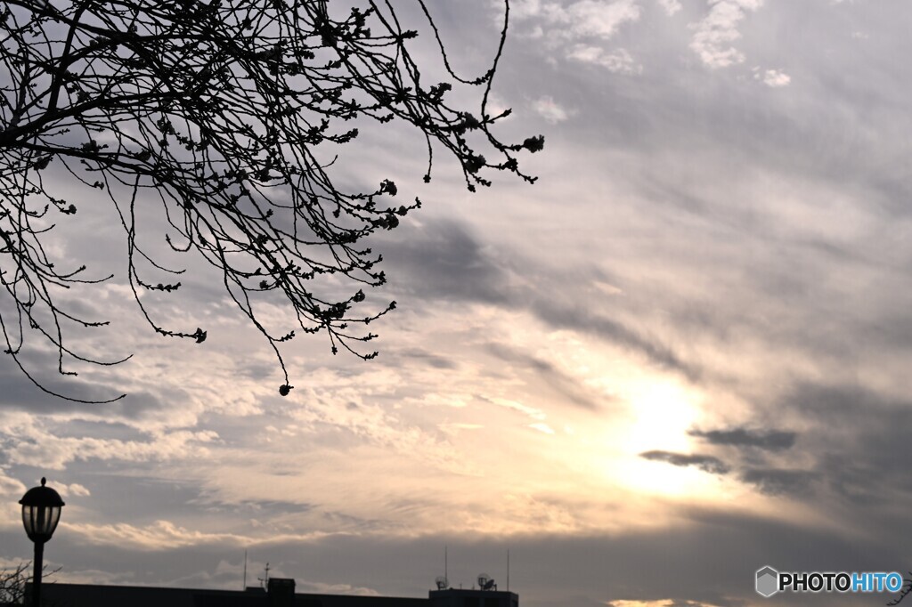 冬桜の向こうは曇り空