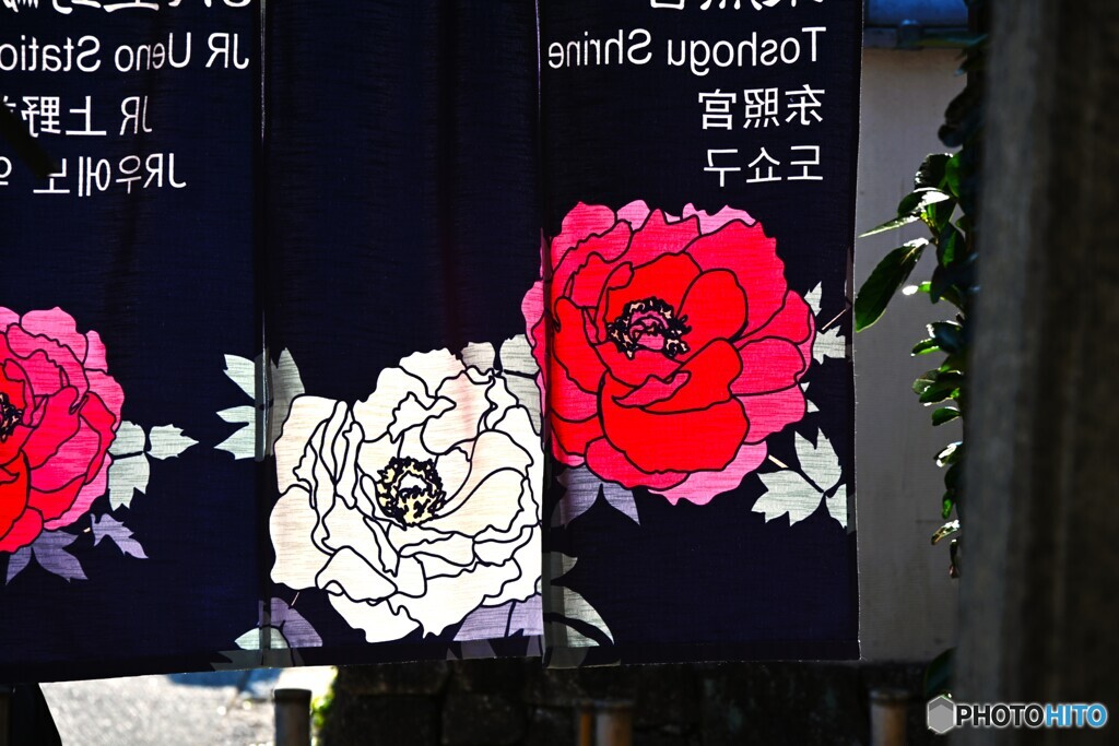 上野東照宮牡丹園～xx