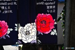 上野東照宮牡丹園～xx