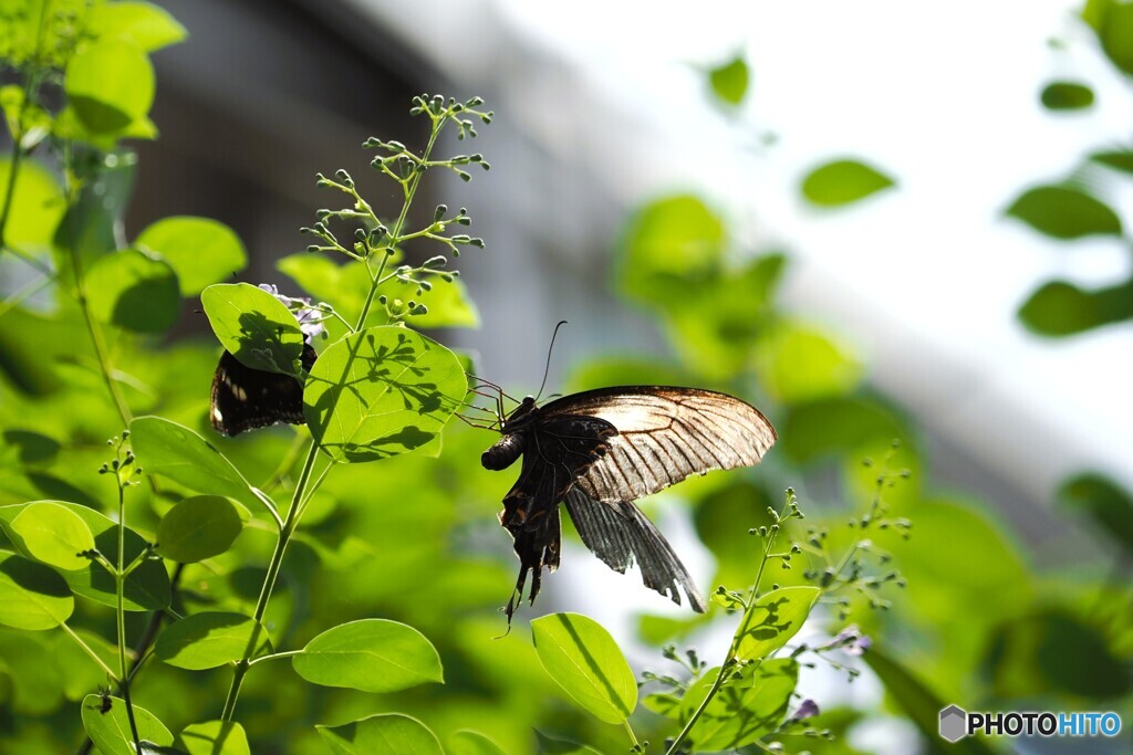 晩夏の生物園～⑨