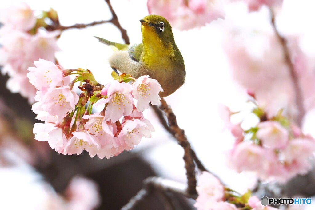 弥生の桜～ⅶ