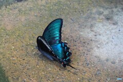夏休み中の生物園～xiv