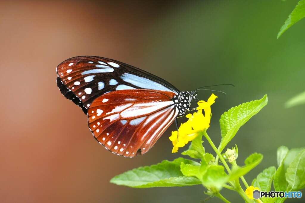 夏の生物園～⑥