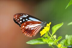 夏の生物園～⑥
