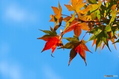 今年の秋色～ⅰ