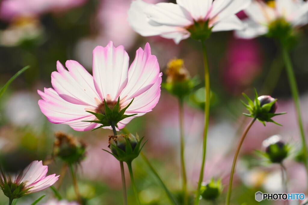 アンデルセン公園～ⅵ