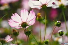 アンデルセン公園～ⅵ