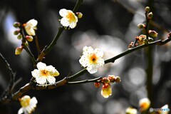 氏神様の春の兆し～ⅱ