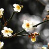 氏神様の春の兆し～ⅱ