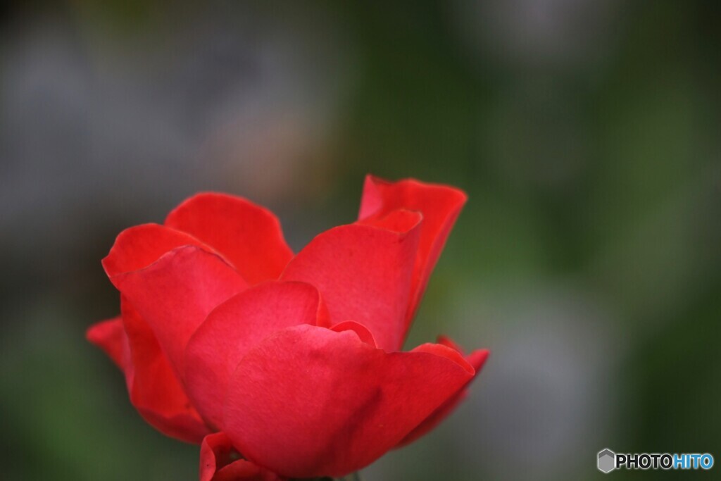 公園で見た紅い薔薇