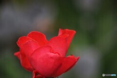 公園で見た紅い薔薇