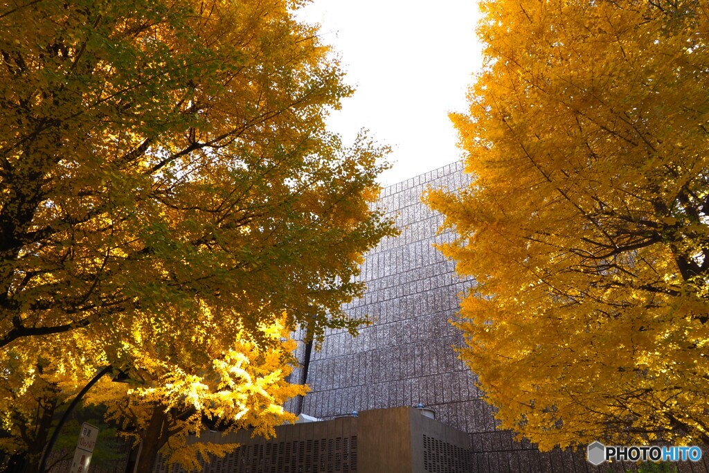 上野公園の銀杏