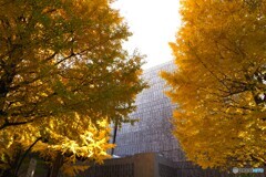 上野公園の銀杏