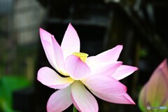 堀之内公園の大賀蓮～２０２４