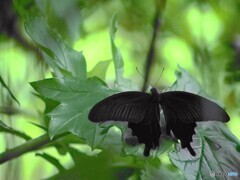公園の蝶たち～ⅳ