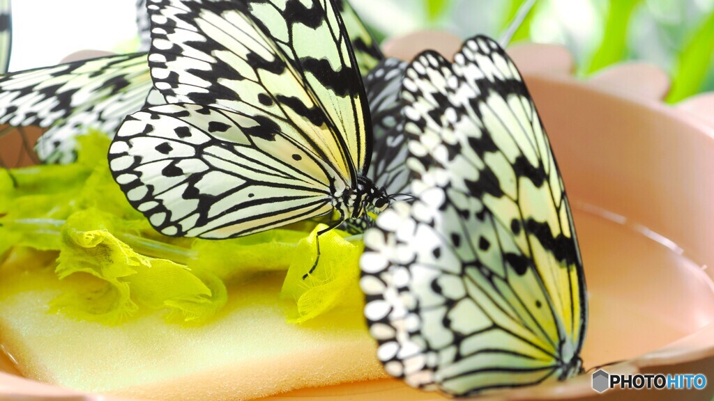 冬の生物園２０２５～ⅺ