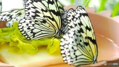 冬の生物園２０２５～ⅺ