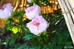 上野東照宮牡丹園～xvii
