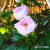上野東照宮牡丹園～xvii