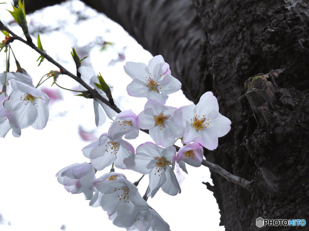 汐入大島桜～ⅱ
