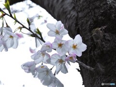 汐入大島桜～ⅱ